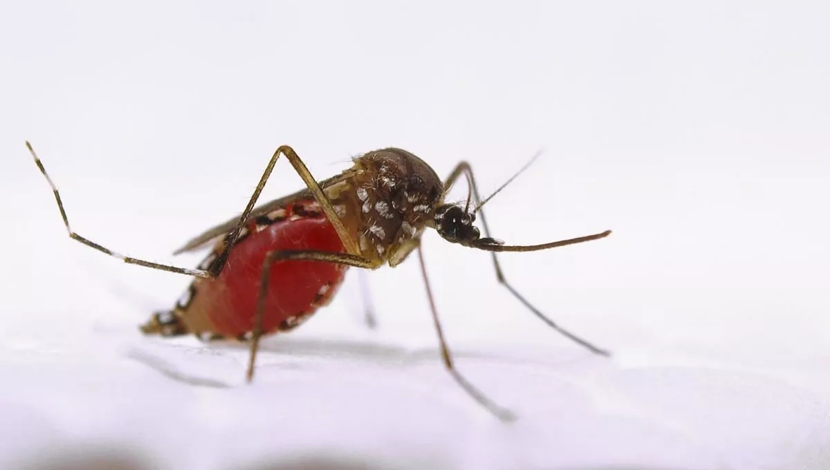 Erradicado El Mosquito Aedes Aegypti En La Palma