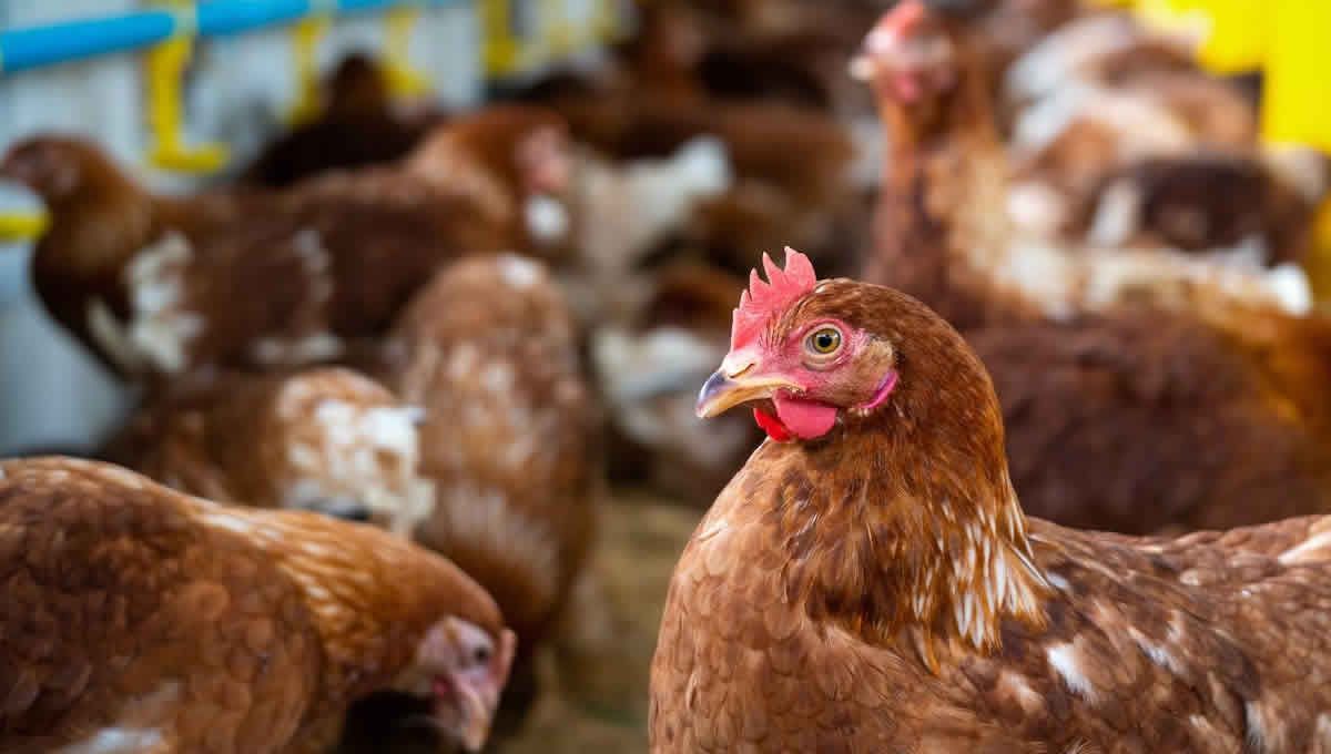 Namibia suspends poultry imports