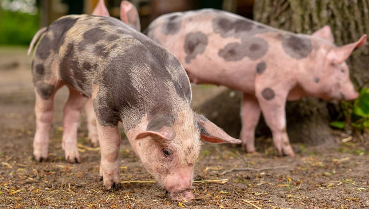 The Economic Impact of Porcine Proliferative Enteropathy (PPE) in the Pig Sector