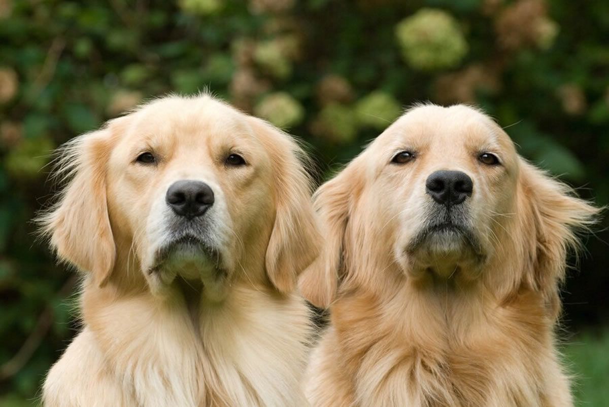Dos perros de Golden Retriever, raza más prevalente en hemangiosarcoma. (Foto: Freepik)