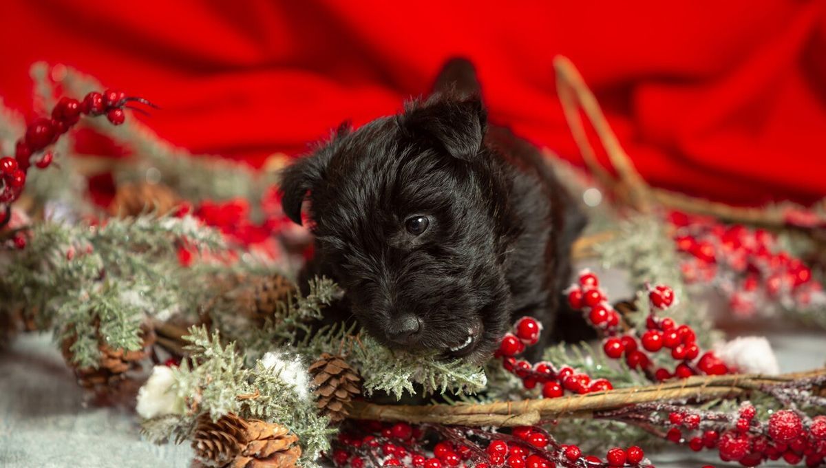 son las flores de pascua venenosas para perros y gatos