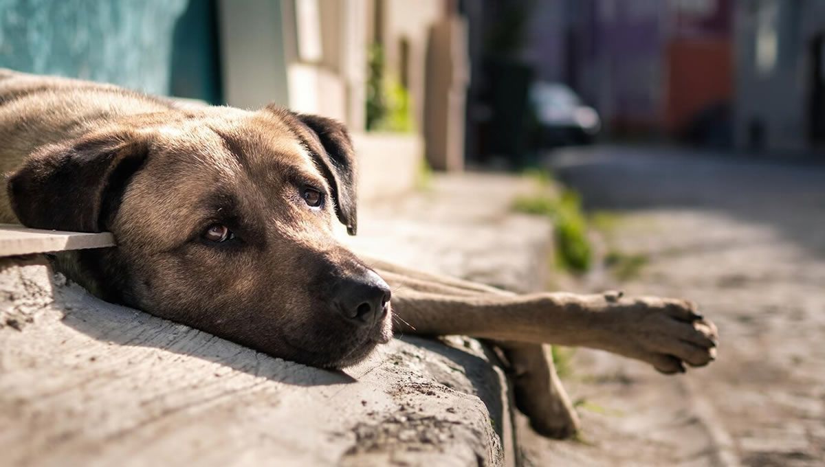 WVA pide proteger a los animales en situaciones de conflicto