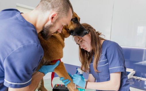 El sector veterinario registra los mejores datos de empleo en el primer semestre del 2024