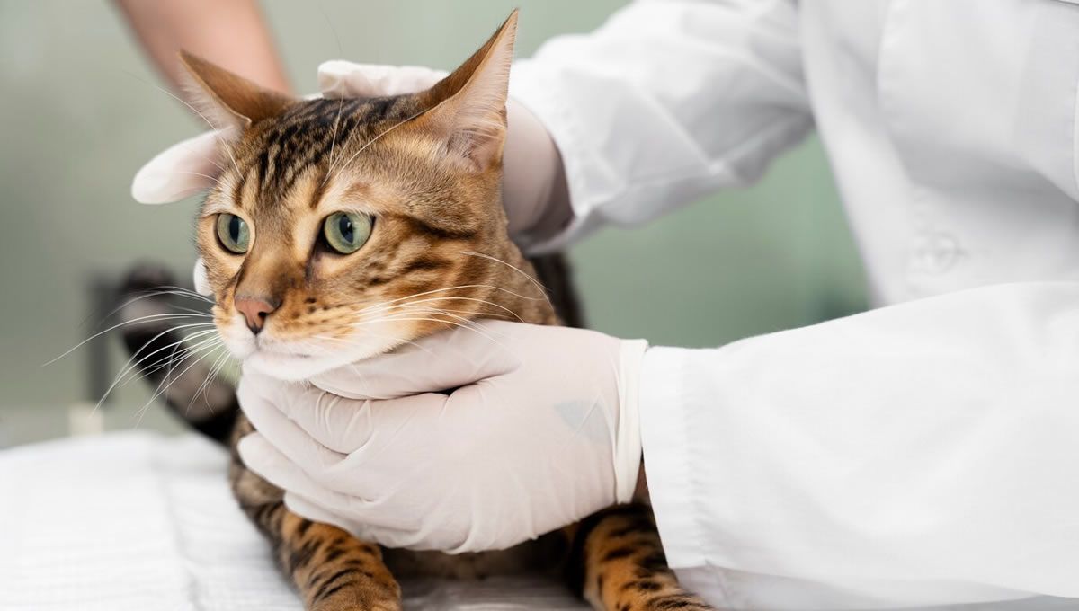 Gato tras la identificación con microchip en el veterinario. (Foto: Freepik)