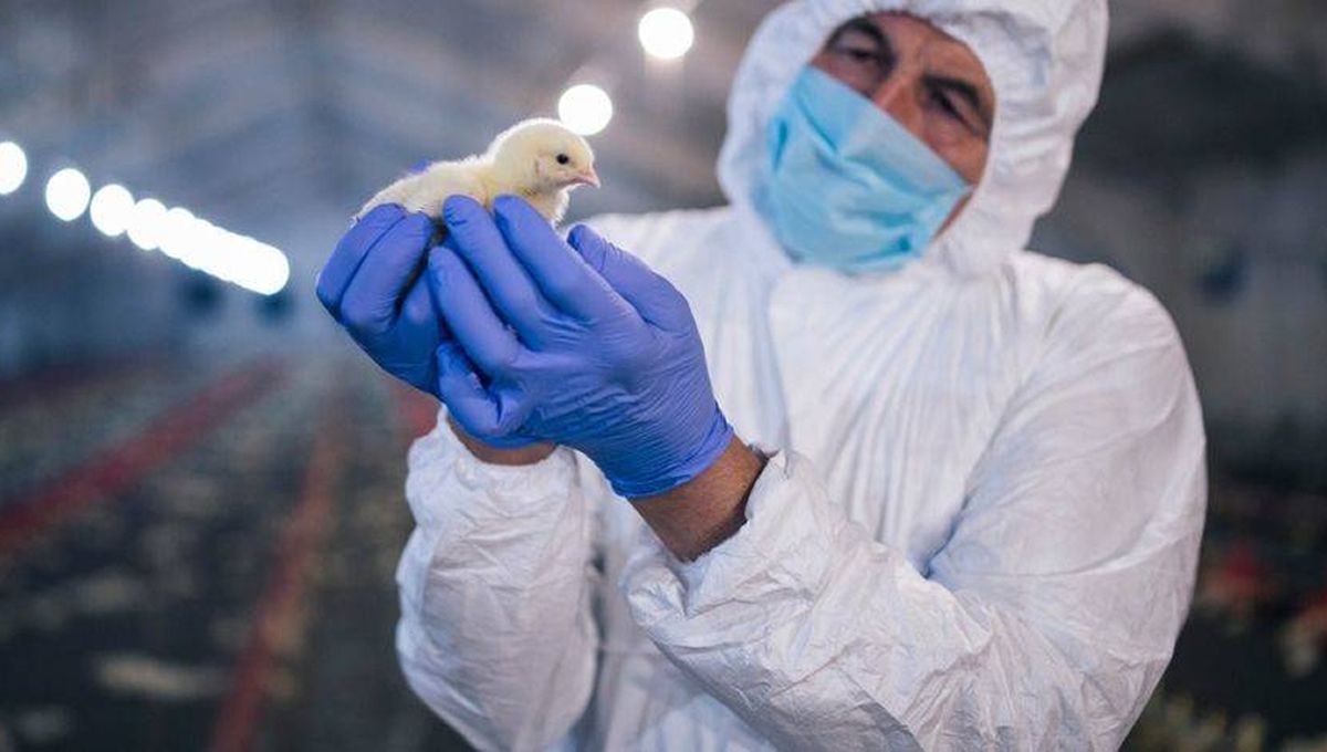 Gripe aviar en una granja con una situación epidemiológica complicada. (Foto: Avicultura.mx)