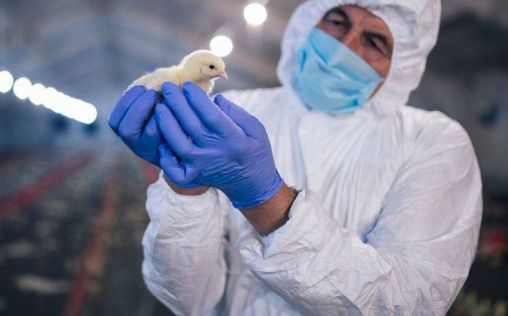 Un brote poco común de gripe aviar mata a 6.000 aves de una granja en Alemania