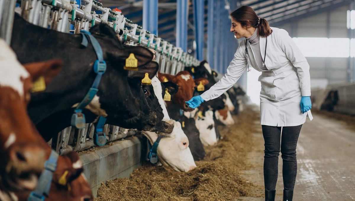 Veterinaria con ganado vacuno en Madrid. (Foto: Freepik)
