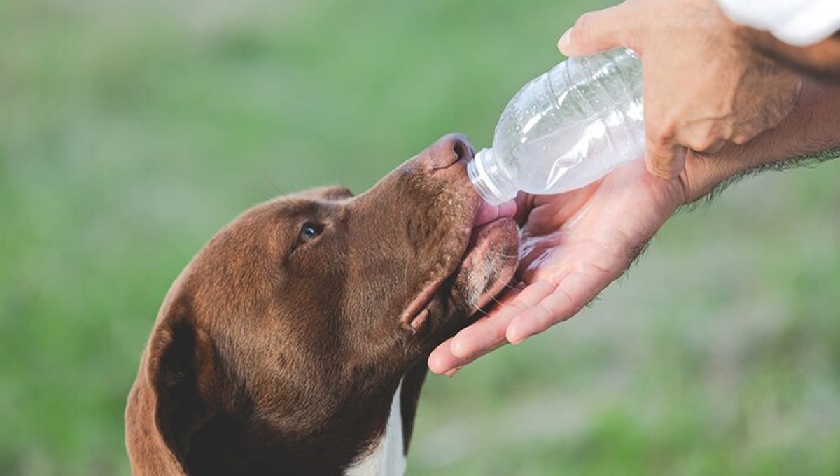 Hidratar a los perros en verano, recomendación de los veterinarios. (Foto: Freepik)
