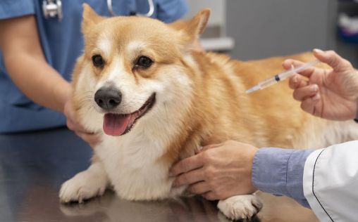La vacunación, esencial en mascotas para prevenir zoonosis como la leishmaniosis o la rabia