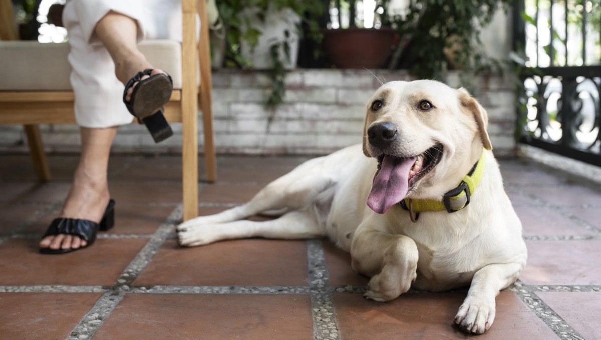 Perro grande tumbado en el suelo (Foto. Freepik)