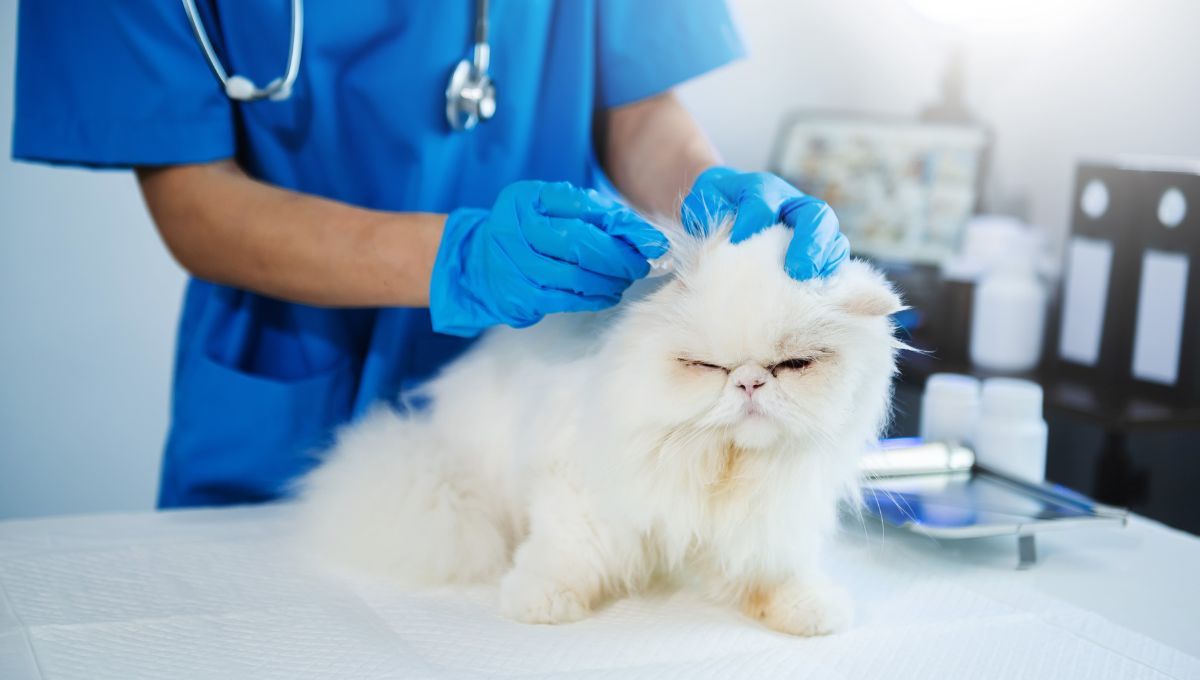 Veterinario poniéndole sedación a un gato antes de un procedimiento quirúrgico. (Foto: Canva)