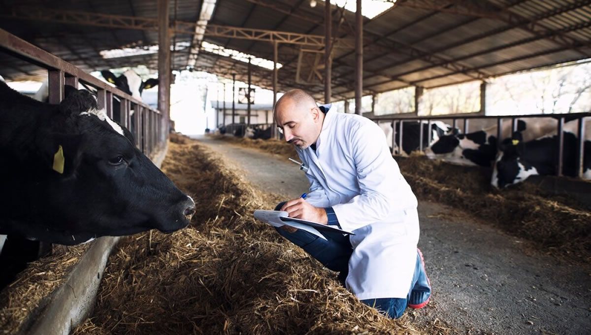 Veterinario trabajando en una explotación, donde más accidentes de trabajo se producen. (Foto: Freepik)