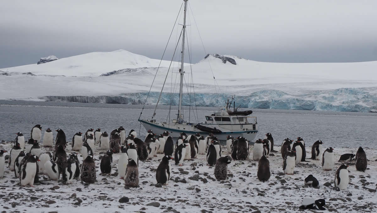 El velero de la expedición Australis ante una colonia de pingüinos en la Antártida. (Foto: Antonio Alcamí)