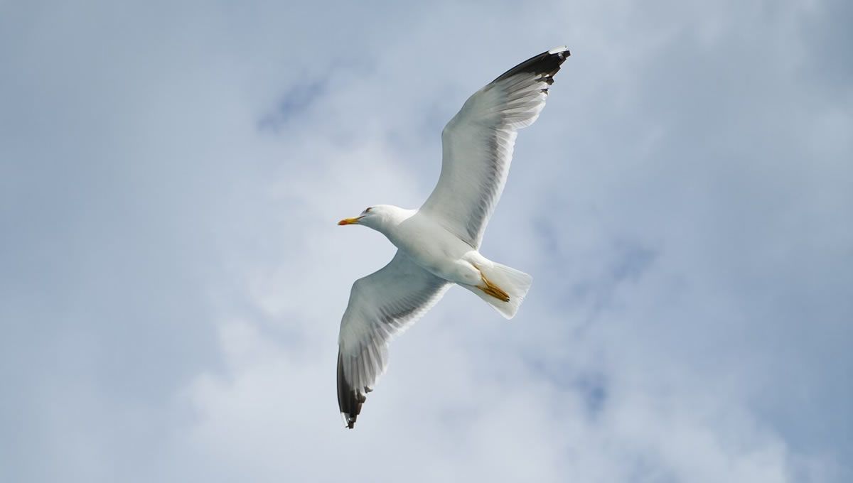 Gaviota volando en Galicia. (Foto: Freepik)