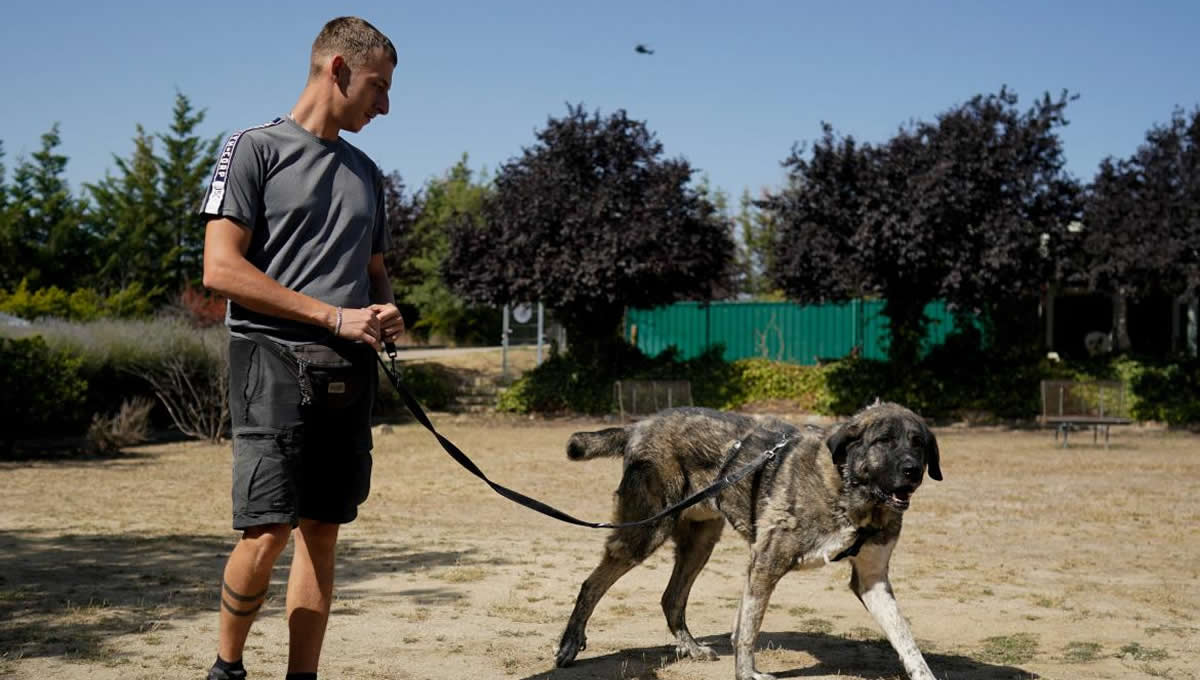 Uno de los perros acogidos en las protectoras de la Comunidad de Madrid. (Foto: Comunidad de Madrid)