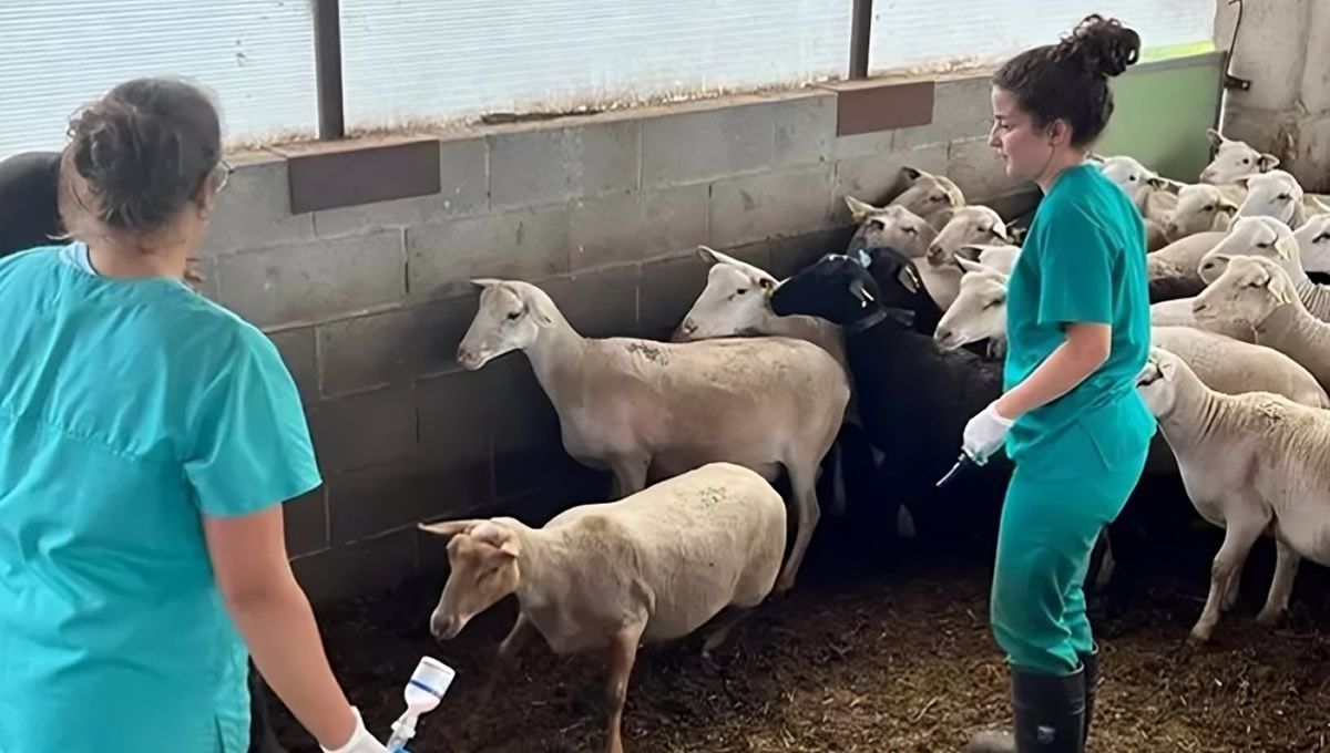 Vacunación de la lengua azul en Cataluña. (Foto: Generalitat)