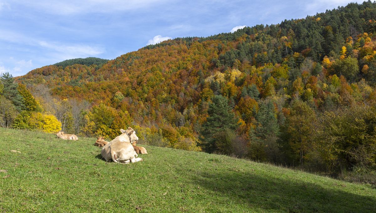 Vacas en un monte de Navarra. (Foto: Francis Vaquero)