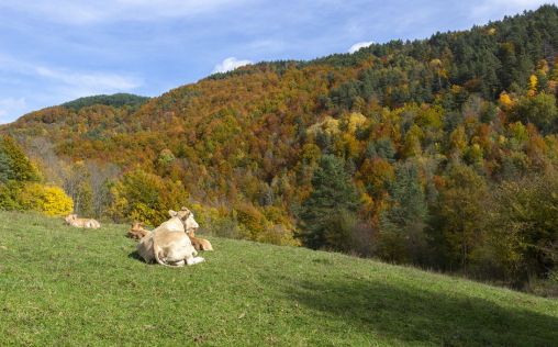 Navarra convoca ayudas para paliar los daños de la enfermedad hemorrágica epizoótica en el vacuno