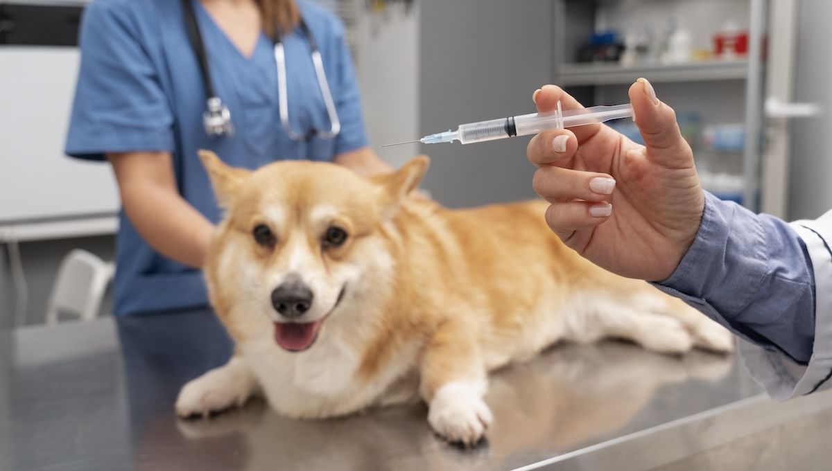 Veterinarios vacunando a un perro contra la rabia. (Foto: Freepik)