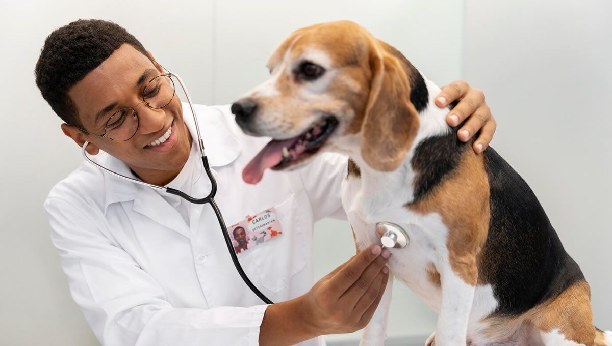 Autorizaciones para veterinarios extranjeros. (Foto: Freepik)