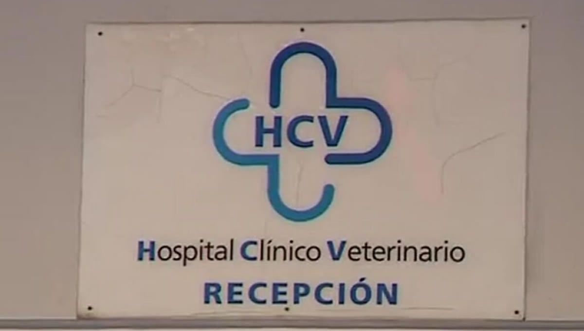 Hospital Clínico Veterinario de la ULPGC donde falta personal. (Foto: ULPGC)