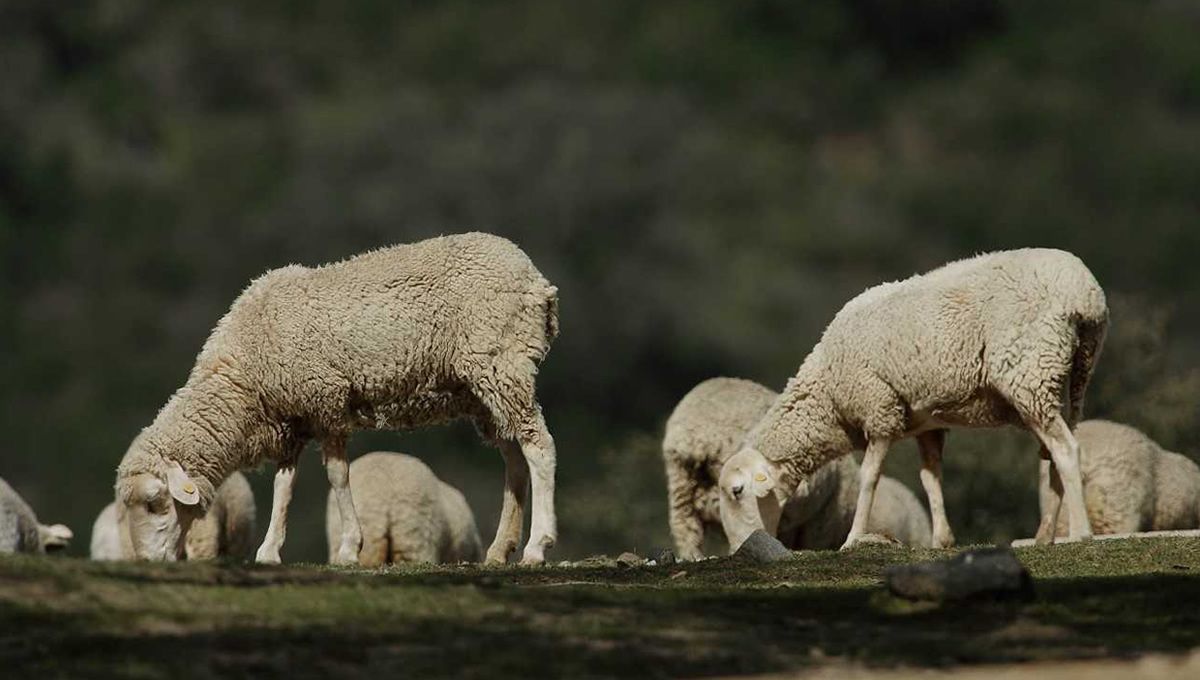 Ganado ovino (Foto: Junta de Andalucía)