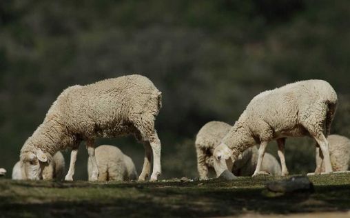 Andalucía inocula más de 100.000 dosis de vacunas contra la lengua azul en dos semanas