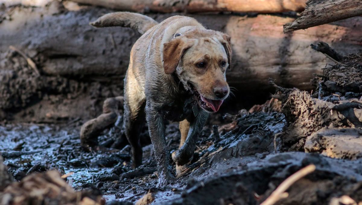 Animales afectados por la DANA. (Foto: Organización Anima Naturalis)