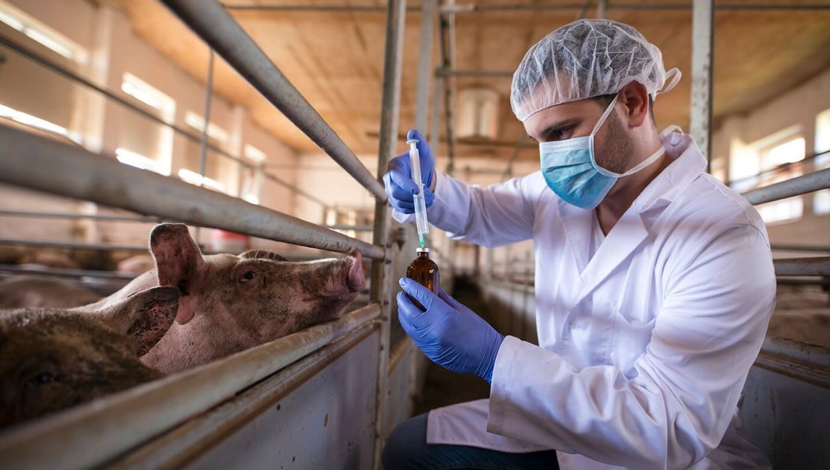 Veterinario administrando antibióticos al ganado. (Foto: Freepik)