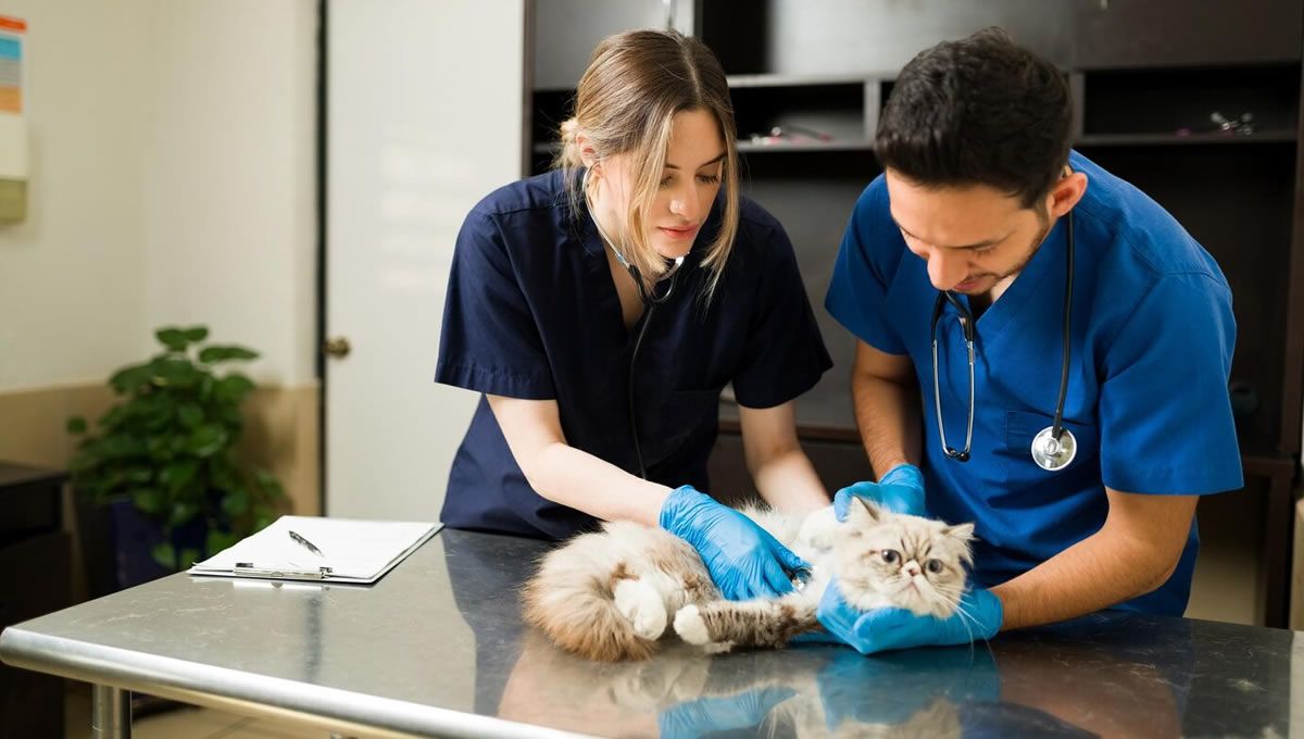 Absentismo laboral en veterinaria. (Foto: Freepik)