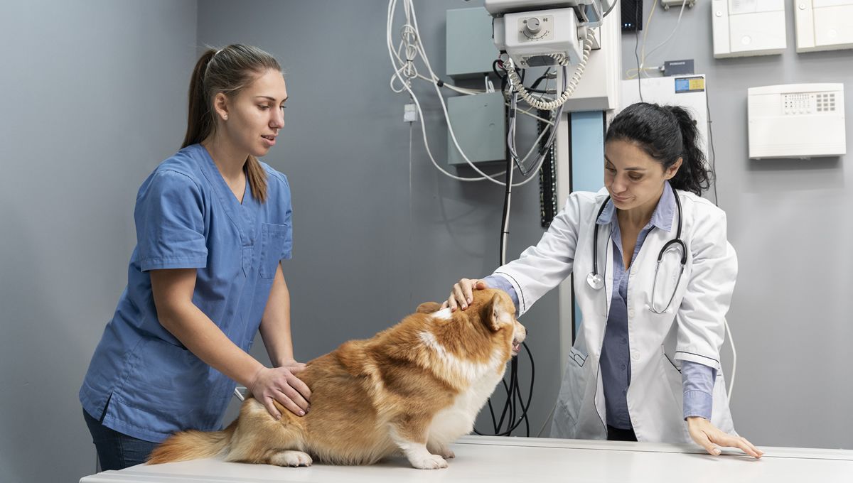 El rendimiento académico en formación de Máster de Veterinaria cae al 89,56% en el curso 2022 2023