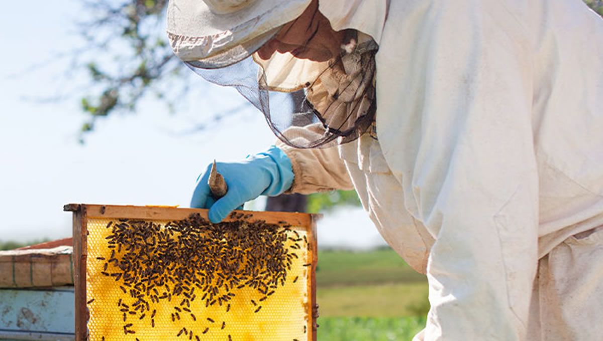 Control de enfermedades en abejas. (Foto: AEMPS)