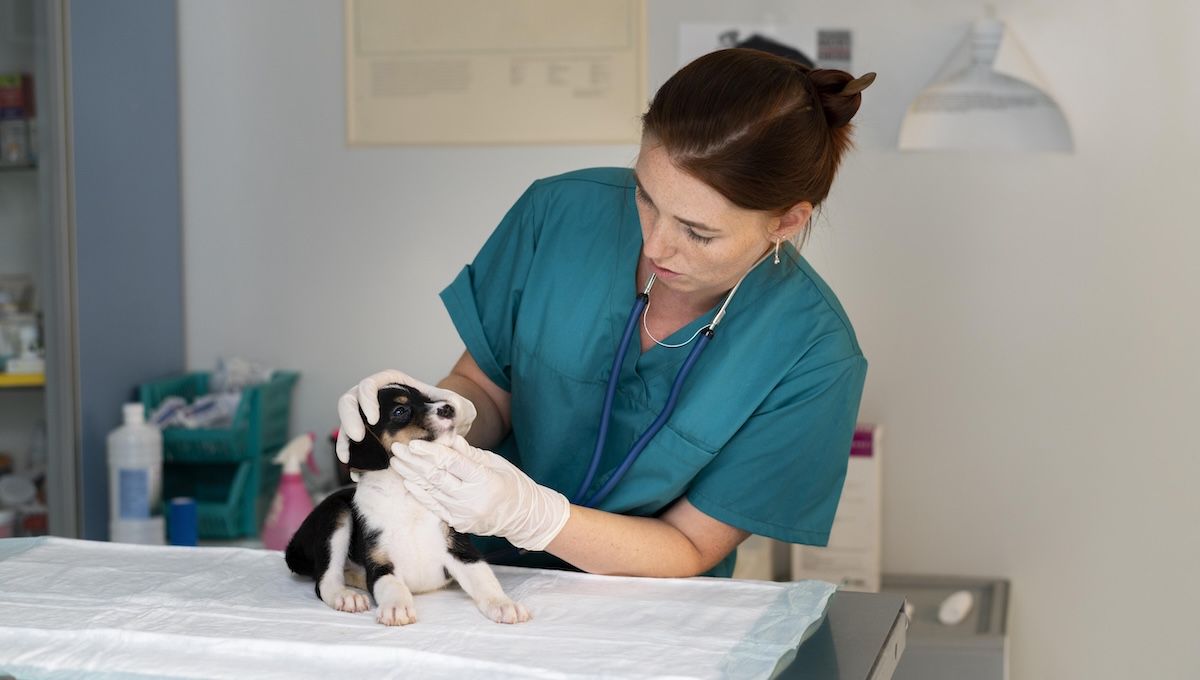 Veterinaria trabajando en una clínica este 2024. (Foto: Freepik)