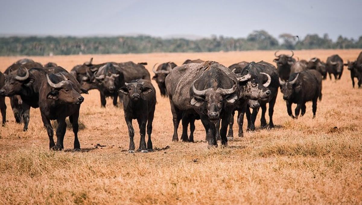 Búfalos, animal afectado en Alemania por la fiebre aftosa. (Foto: Freepik)