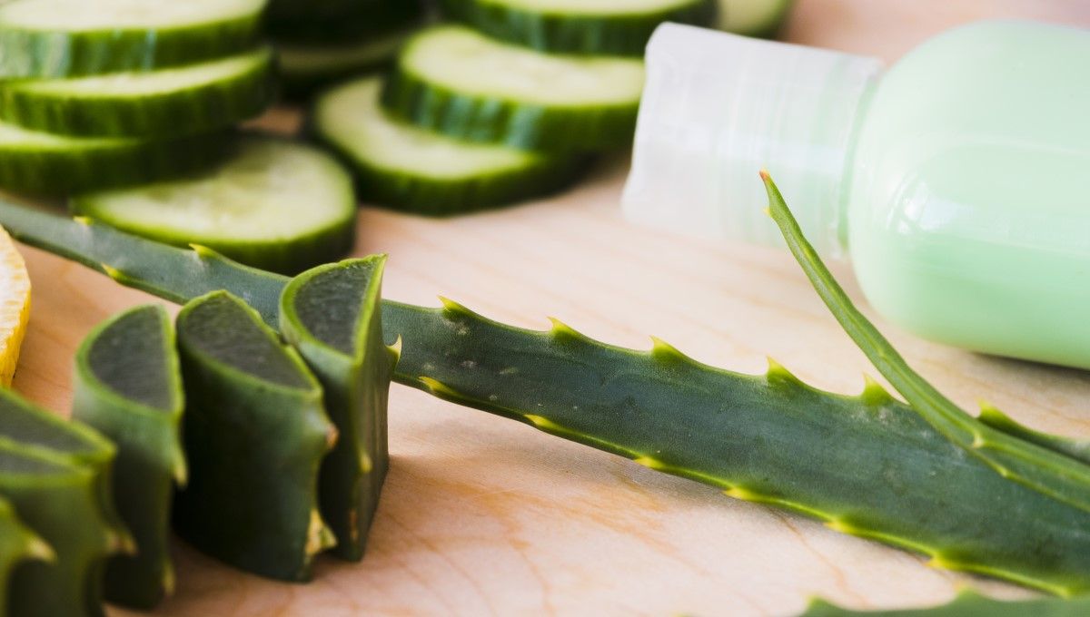 Planta de Aloe Vera (Foto. Freepik)