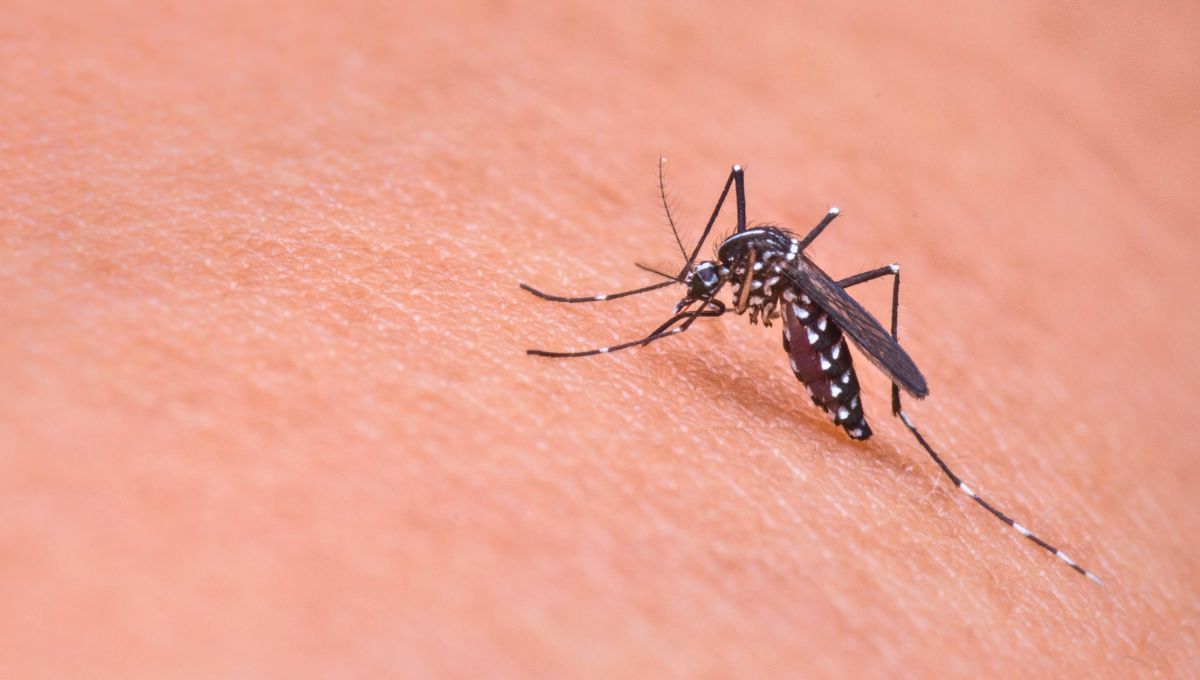 Mosquito transmisor de enfermedades. (Fuente: Canva)