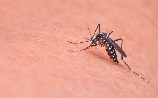 ¿Cómo diferenciar las especies de mosquito transmisoras de enfermedades infecciosas?