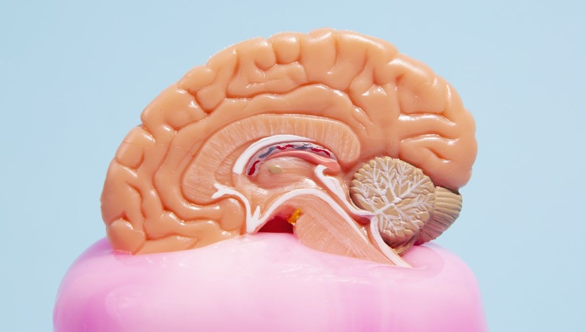 Maqueta de cerebro humano, órgano afectado por las enfermedades neurológicas (Foto. Freepik)