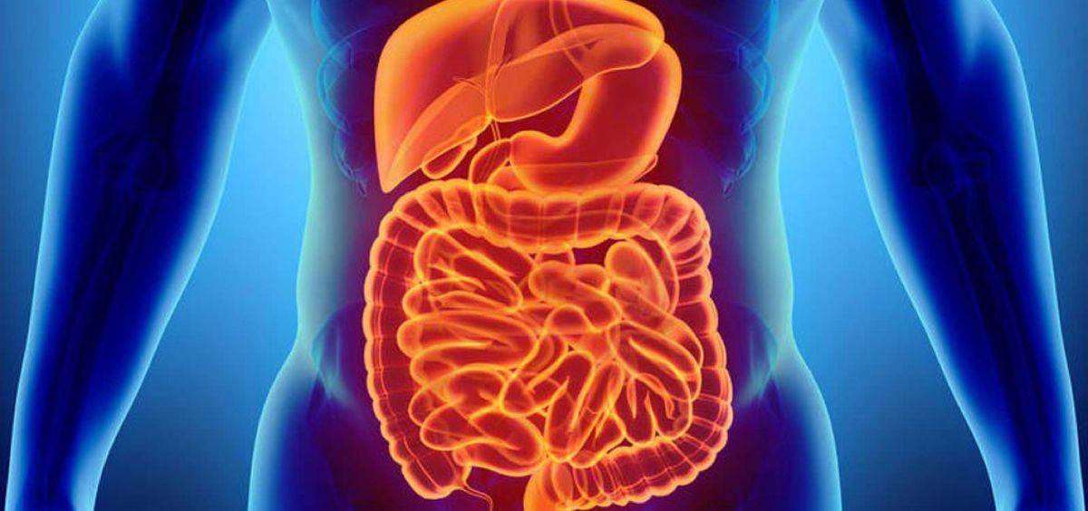 Intestino (Foto: Freepik)