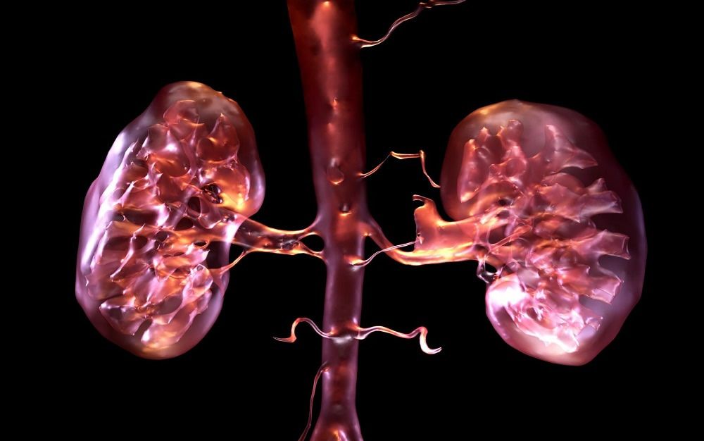 Imprimen en 3D tejido renal que se comporta como el natural