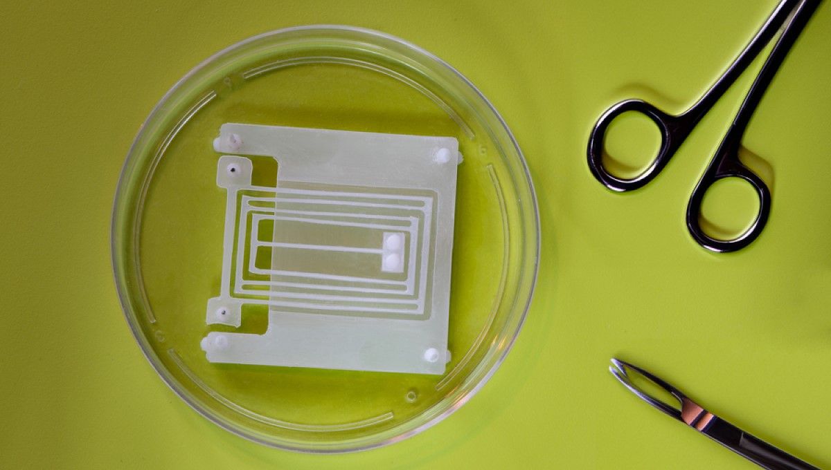 Placa de Petri con un nuevo resorte que maximiza el trabajo de los músculos naturales del robot (Foto. MIT)