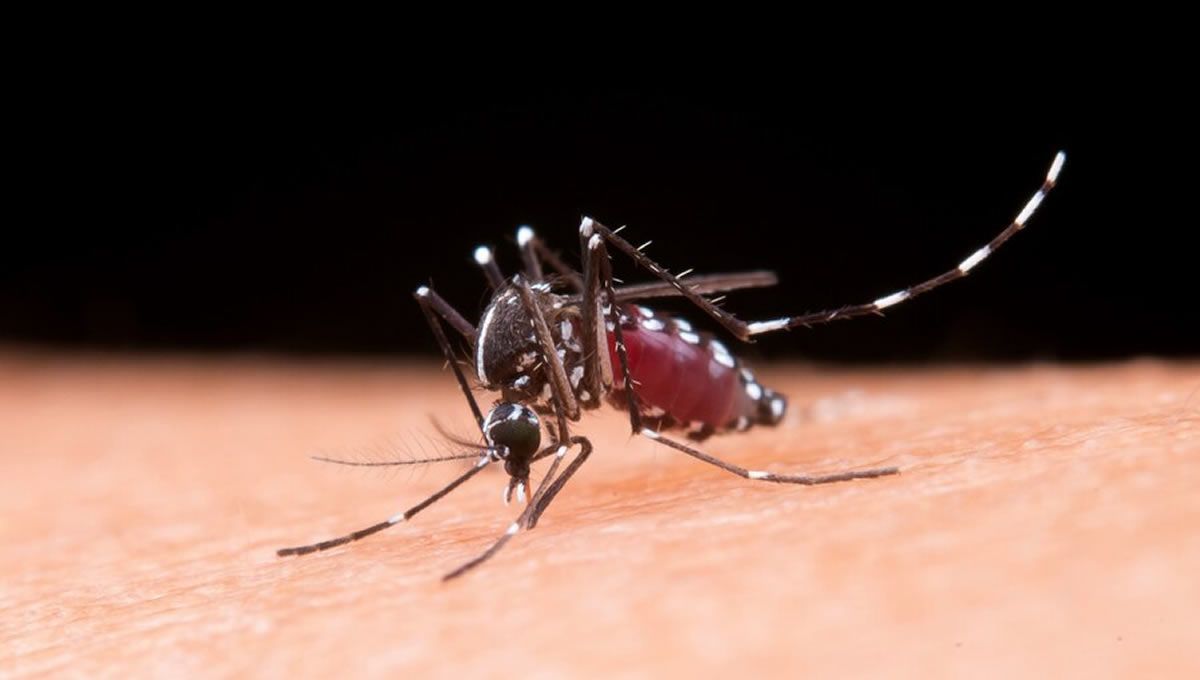 Un mosquito, principal transmisor de los virus del Zika y del dengue (FOTO: Freepik)