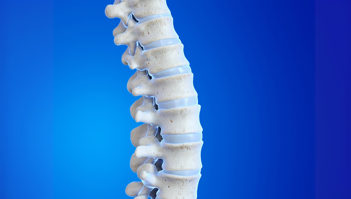 Columna vertebral (Foto: Canva)