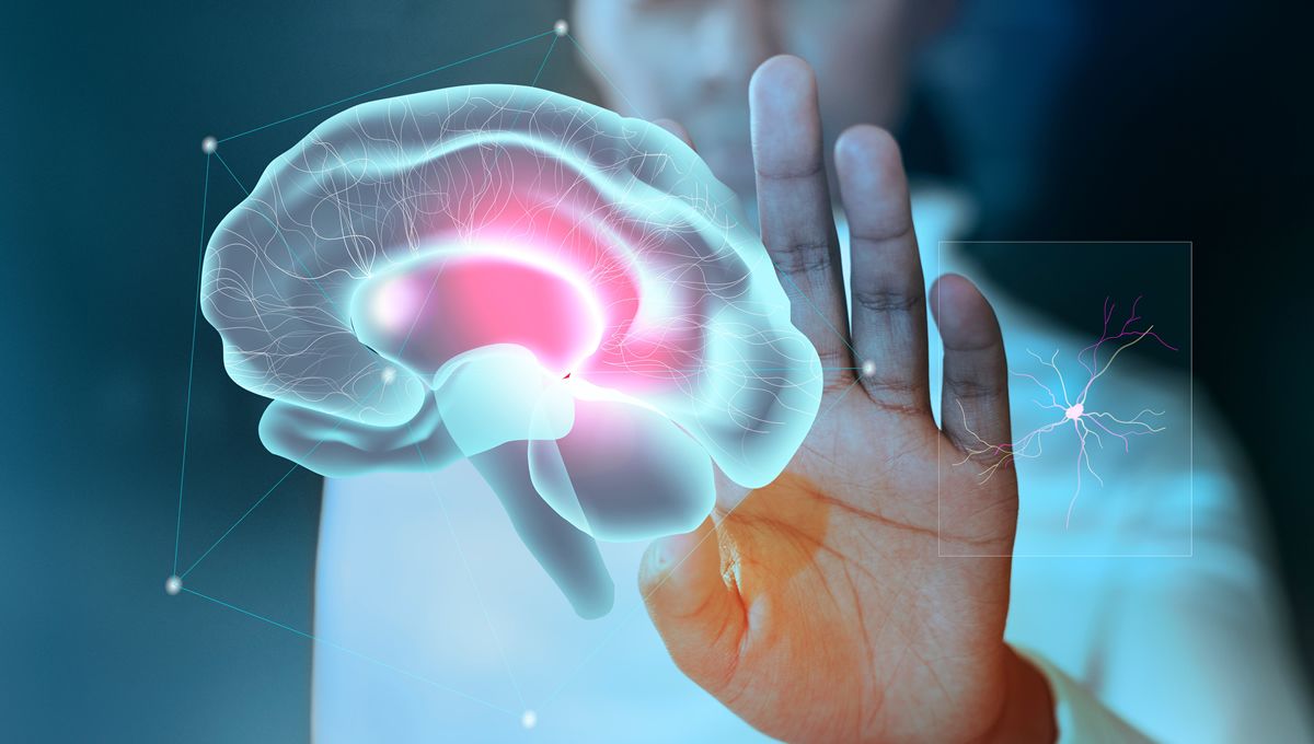 Persona estudia un cerebro humano, que ahora puede ser tratado también con luz infrarroja (FOTO: Freepik)