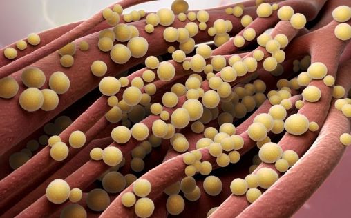 Un chip microfluídico permite mejorar el diagnóstico, pronóstico y la evaluación de la sepsis