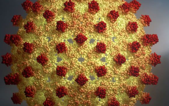 La OMS establece nuevas directrices para la hepatitis B