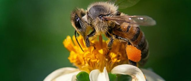 Detectan micotoxinas en polen de abeja comercializado para el consumo  humano en 28 países