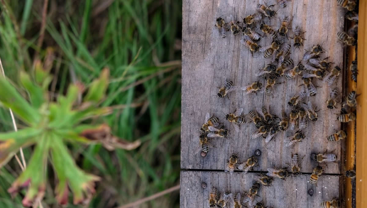 Plagas en la madera (Foto: Freepik)