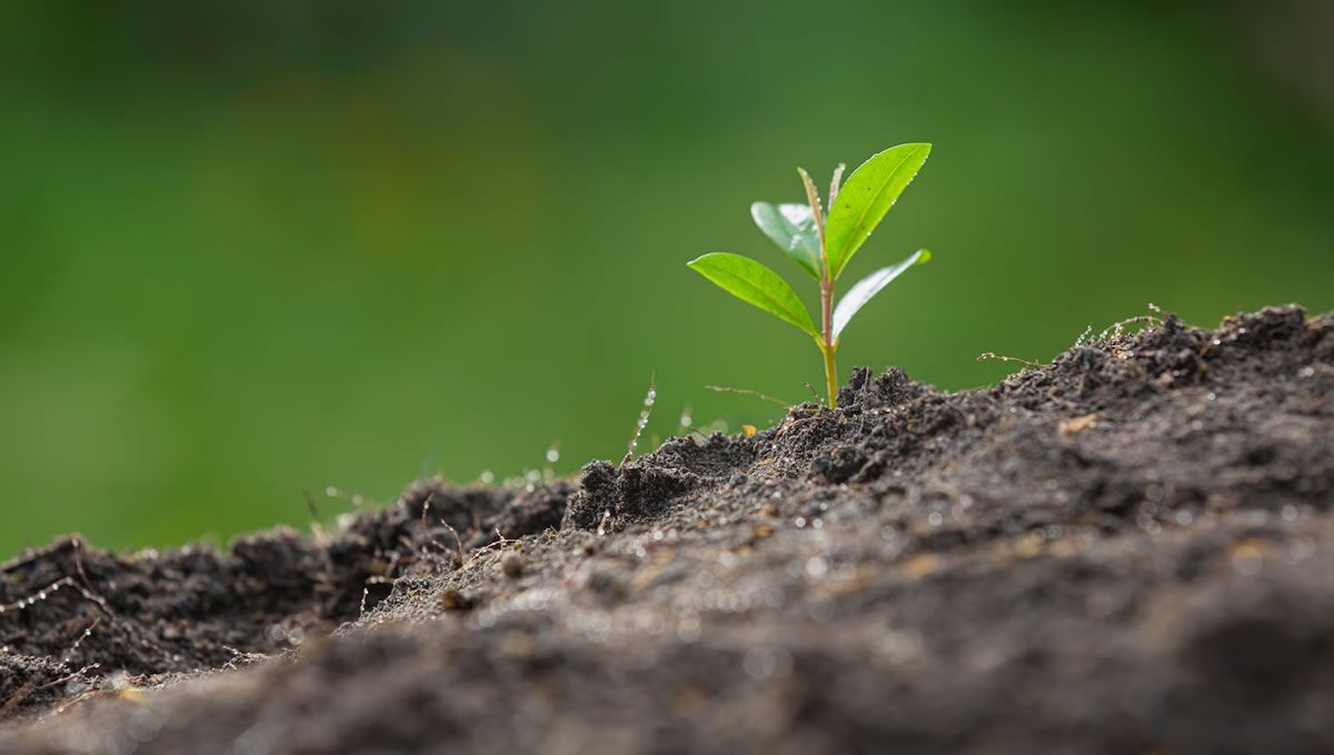 Ley de restauración de la naturaleza. (Foto: Freepik)