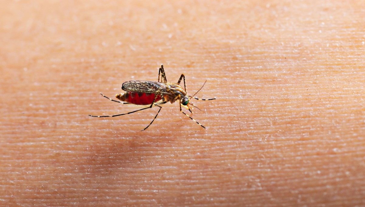 Mosquitos transmisores de enfermedades graves para la salud pública. (Foto. Freepik)
